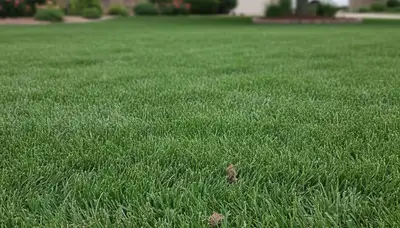 Healthy Littleton, CO lawn recovering after professional core aeration by Chop Chop Landscaping